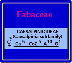 Image result for Fabaceae subfamily Caesalpinioideae