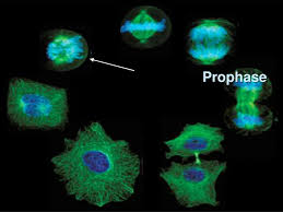 We did not find results for: Ppt The Cell Cycle And Mitosis Powerpoint Presentation Free Download Id 1653695
