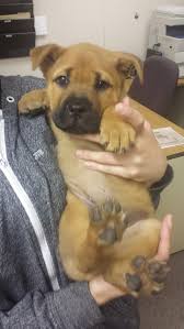 Pin On Puppy Love