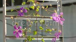 Maybe you would like to learn more about one of these? Climbing Vine Of Purple Clematis Flowers A Beautiful Purple Clematis Growing Up A Trellis In A Woodland Garden Stock Footage Video Of Nature Closeup 135802068
