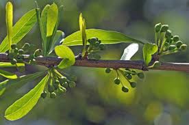 Image result for Boscia albitrunca