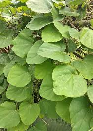 Image result for Cissampelos