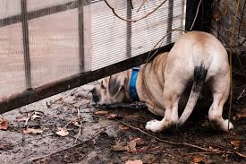 One way to keep dogs away from the delicate plants in your yard is by building fences around them. Dog Proof Garden Fencing The Ultimate Dog Proof Gardening Guide