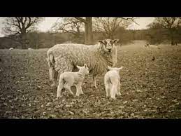 Pink Floyd Sheep Youtube