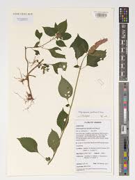 Image result for Achyrospermum