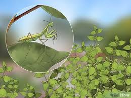 So please check back often to see what is newly available! 4 Ways To Keep A Praying Mantis As A Pet Wikihow