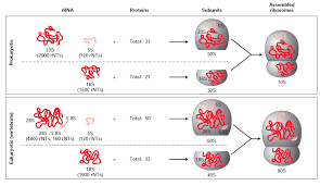 70s And 80s Ribosomes Biology Lessons Biology 70s