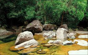 Undisturbed Natural Riverine Forest Habitat In Samanala Nature Reserve Download Scientific Diagram
