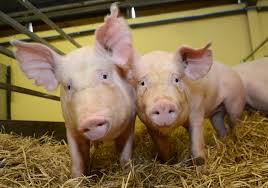 An organism's genome is the complete set of all genes and genetic material that is present in that organism or individual cell. The Superpowers Of Genetically Modified Pigs The Scientist Magazine