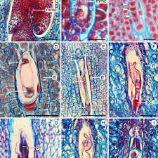 Image result for Vernonia amblyolepis