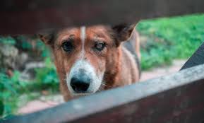 Why is my dog not drinking water? How Long Can A Dog Go Without Food Or Water 11 Different Circumstance Pet Pet Buy