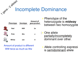 Chapter 10 dihybrid cross worksheet quizlet. Incomplete Dominance And Codominance Quizlet