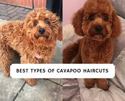 A petite (toy) goldendoodle's height is between 11 and 13 inches (28 to 33cms) and its weight between 10 and 30 pounds (4.5 to 13.5kgs). Best Types Of Cavapoo Haircuts 2021 We Love Doodles