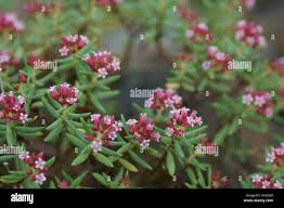 Image result for Crassula sarcocaulis