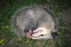 Check spelling or type a new query. Everything Worth Knowing About Opossums In Toronto