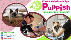 Consultorio Veterinario Puppish