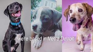 Check spelling or type a new query. Last Day Dog Rescue