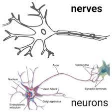 Difference Between Nerve And Neuron Nerves Vs Neurons Unlike Plants And Trees The Animals Have Built Special Systems To Respo Neurons Nerve Places To Visit