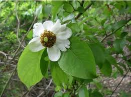 Image result for Sopubia ramosa