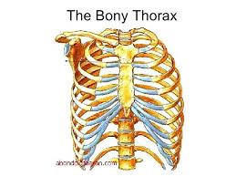Here you find 57 meanings of the word thorax. Lecture 1 Thoracic Wall