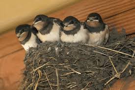 Maybe you would like to learn more about one of these? How To Get Rid Of Barn Swallows Pestkilled