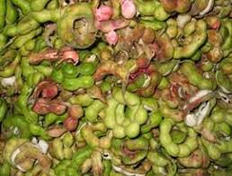 Camachile 1 Jpg 270 204 Tamarind Fruits And Veggies Eating Raw
