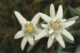 The Rarest Of All Flowers In The Alps Is The Edelweiss It Grows Only Very High Up In The Mountains Edelweiss Flower Flowers Flower Pictures