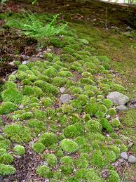 You're much more likely to fall and get seriously hurt if you're. Should You Kill Moss Garden Housecalls