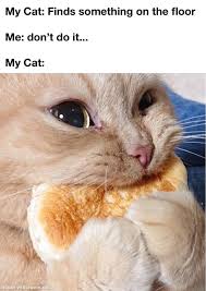 The funnymeme community on reddit. 25 Cute Hilarious Memes For The Day Powws