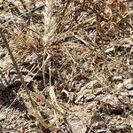 Image result for Enneapogon desvauxii