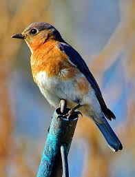 Blue Birds That Look Like Cardinals Female Bluebird Beautiful Birds Birds Blue Bird