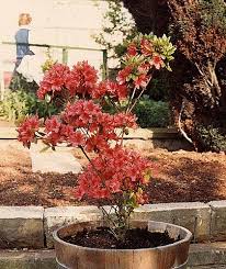 Azalea Urdu Meaning Of Azalea