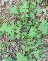 Image result for Lactuca lasiorhiza