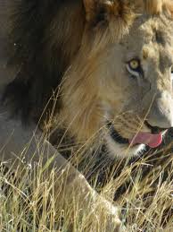 Male Lion Tswalu Private Game Reserve In The Kalahari Male Lion Game Reserve Lion