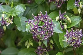 Image result for Periploca