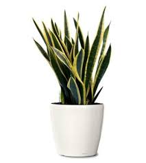 It needs to take in carbon dioxide, for its photosynthetic interaction with sunlight. Top 9 Plants That Absorb Co2 At Night As Well Best For Indoors Top 10 Plants Nurserylive Wikipedia
