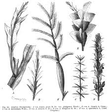 Image result for Acacia eriocarpa