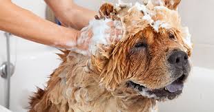 In most cases, you can tell whether your dog has fleas by watching its behavior, performing a visual check during grooming, and examining your environment for signs of the fleas or their droppings. Bugs On Pets Remove Ticks And Fleas From Dogs And Cats Raid