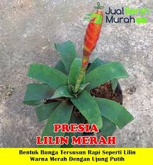 Tanaman hias bisa membuat bangunan, taman, kolam, bahkan dekorasi suatu tempat menjadi lebih indah. Jual Tanaman Presia Lilin Merah Jualbenihmurah Com