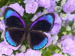 Beautiful Black And Purple Butterfly Blue And Black Butterfly On Lavender Flowers Sammamish Washington Butterfly Pictures Beautiful Butterflies Blue Butterfly