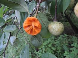 Image result for Annona senegalensis