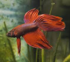 Why Do Betta Fish Puff Up