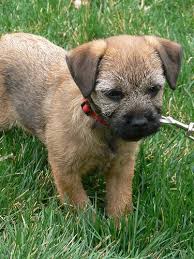 Brittany broholmer brussels griffon bull terrier bulldog bullmastiff cairn terrier canaan dog cane corso cardigan welsh corgi carolina dog catahoula leopard dog. 82 For The Love Of Bts Ideas Border Terrier Terrier Border Terrier Puppy
