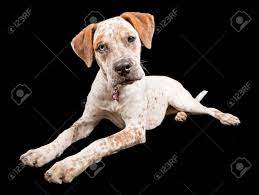Maybe you would like to learn more about one of these? A Young Australian Cattle Dog Queensland Heeler Boxer Mix Laying Against A Black Background Stock Photo Picture And Royalty Free Image Image 22889915
