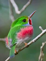Birds That Cannot Fly With Their Names Chicui Todus Angustirostris Narrow Billed Tody 5 Fotos Photo By Dax M Roman E On Flickr Endemico De La Espanol In 2020 Beautiful Birds Pretty Birds Birds
