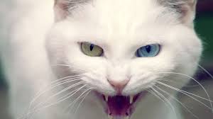 Image result for cat
