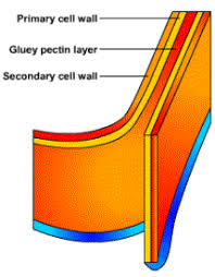 Check spelling or type a new query. Plant Cell Wall
