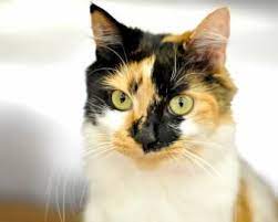 Meet Hattie A One Year Old Domestic Longhair Beauty You Can Adopt Her At The Spca Serving Erie County 205 Ensminger Road Tonawanda Pets Pet Search Spca
