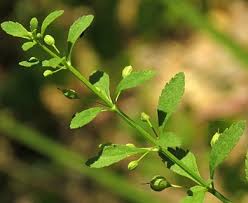 Image result for Scoparia dulcis