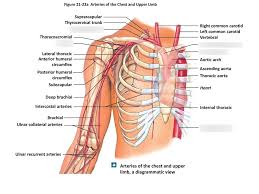Take the upper extremity anatomy quiz and learn more about the bones, joints, muscles and vessels of the upper extremity! Chest Arteries Diagram Quizlet